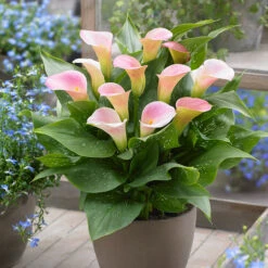 Zantedeschia Captain Marrero Calla Lily