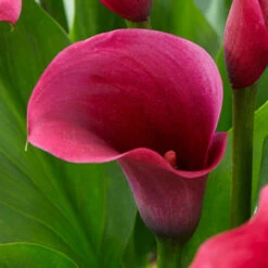 Zantedeschia Captain Promise Calla Lily -Plant Flower Store Zantedeschia Captain Promise 0015099 2 89097.1698157528