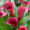 Zantedeschia Captain Promise Calla Lily 2 Zantedeschia Captain Promise Calla Lily -Plant Flower Store Zantedeschia Captain Promise 0015099 21554.1698157528