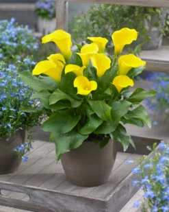 Zantedeschia Captain Solo Calla Lily