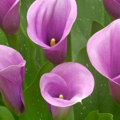 Zantedeschia Captain Violetta Arum Lily 'Captain Violetta' -Plant Flower Store Zantedeschia Captain Violetta 0015097 2 60670.1698157403