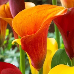 Zantedeschia Collection (B) Calla Lily -Plant Flower Store Zantedeschia Collection 1022109 2 04677.1698150392