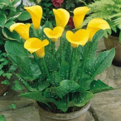 Zantedeschia Collection (B) Calla Lily -Plant Flower Store Zantedeschia Collection 1022109 3 27568.1638441770