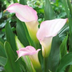 Zantedeschia Collection (B) Calla Lily -Plant Flower Store Zantedeschia Collection 1022109 6 09507.1698150392