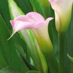 Zantedeschia Crystal Blush Calla Lily -Plant Flower Store Zantedeschia Crystal Blush 0009580 2 52597.1698156272