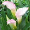 Zantedeschia Crystal Blush Calla Lily 2 Zantedeschia Crystal Blush Calla Lily -Plant Flower Store Zantedeschia Crystal Blush 0009580 39635.1698156272