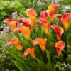 Zantedeschia Flame Calla Lily -Plant Flower Store Zantedeschia Flame 0002408 2 11931.1639670136