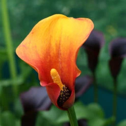 Zantedeschia Flame Calla Lily -Plant Flower Store Zantedeschia Flame 0002408 3 30153.1639670136