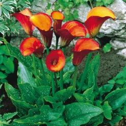 Zantedeschia Flame Calla Lily -Plant Flower Store Zantedeschia Flame 0002408 18892.1639670135
