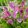 Zantedeschia Lavender Gem Calla Lily -Plant Flower Store Zantedeschia Lavender Gem 0009462 39723.1631872067