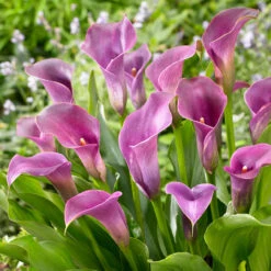 Zantedeschia Lavender Gem Calla Lily