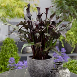 Zantedeschia Memories Calla Lily