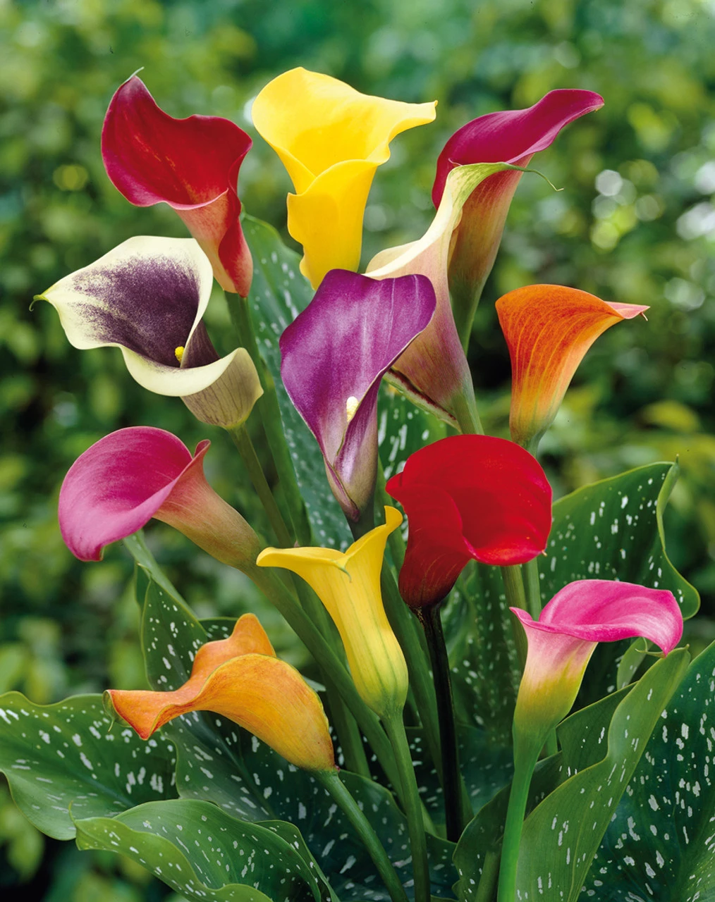 Zantedeschia Mixed 16cm+ Calla Lily 4 Zantedeschia Mixed 16cm+ Calla Lily - Image 2