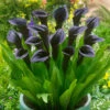 Zantedeschia Odessa Calla Lily -Plant Flower Store Zantedeschia Odessa 0011448 11233.1632136164
