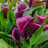 Zantedeschia Purple Blast Calla Lily -Plant Flower Store Zantedeschia Purple Blast 0015093 66233.1698156670