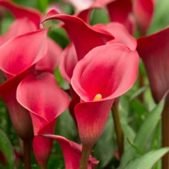 Zantedeschia Red Charm Calla Lily 5 Zantedeschia Red Charm Calla Lily -Plant Flower Store Zantedeschia Red Charm 0013891 69152.1698149570