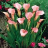 Zantedeschia Rehmannii Calla Lily -Plant Flower Store Zantedeschia Rehmannii 0002414 29896.1631178022