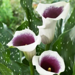 Zantedeschia Vermeer Calla Lily -Plant Flower Store Zantedeschia Vermeer 0005194 3 72549.1638354391