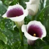 Zantedeschia Vermeer Calla Lily -Plant Flower Store Zantedeschia Vermeer 0005194 85041.1638354391
