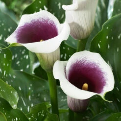 Zantedeschia Vermeer Calla Lily