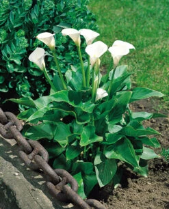 Plant Flower Store 8 Plant Flower Store -Plant Flower Store Zantedeschia aethiopica 0002452 2 23911.1623343484