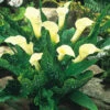 Zantedeschia Albomaculata (Calla Lily) Calla Lily -Plant Flower Store Zantedeschia albomaculata Calla Lily 0002409 13547.1623344349