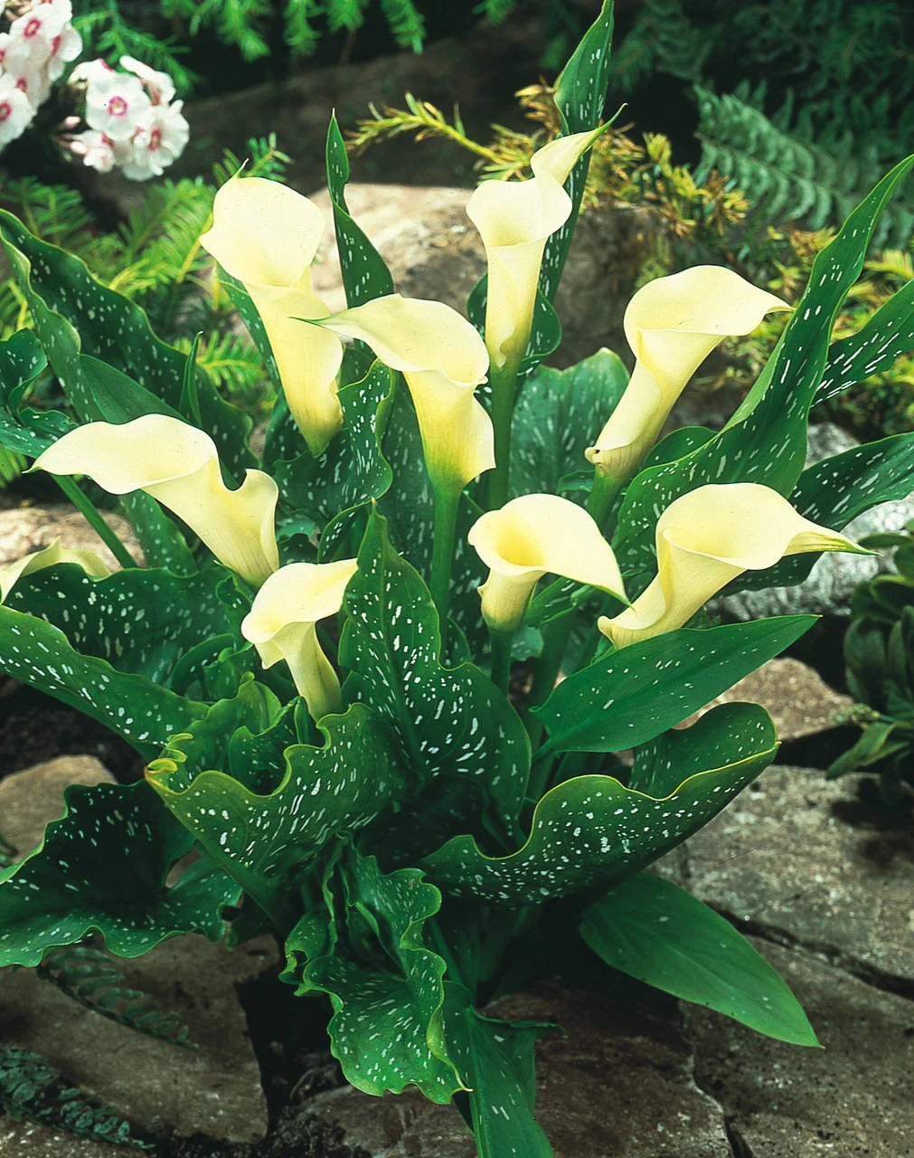 Zantedeschia Albomaculata (Calla Lily) Calla Lily 3 Zantedeschia Albomaculata (Calla Lily) Calla Lily