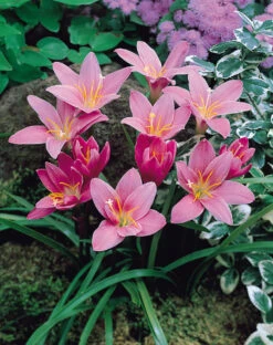 Zephyranthes Robusta Habranthus Robusta