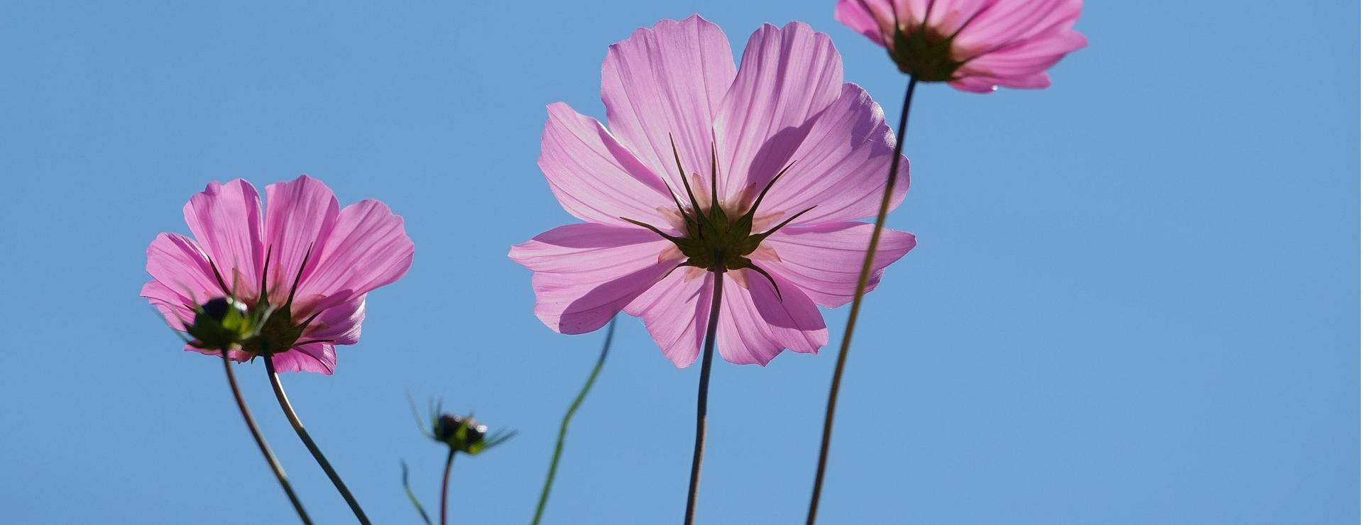 Plant Flower Store 18 Plant Flower Store -Plant Flower Store flowers 7113837 1920