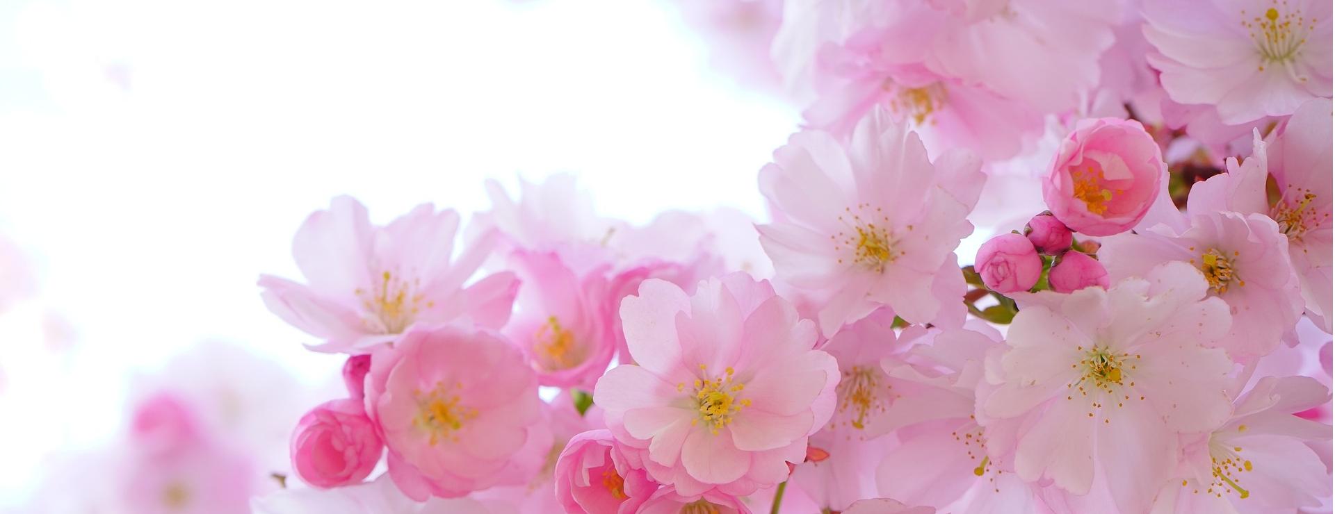 Plant Flower Store 1 Plant Flower Store -Plant Flower Store pink 324175 1920